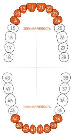 Кламп-сепаратор (Ivory Separator) для центральных зубов Dentech (Япония) 216